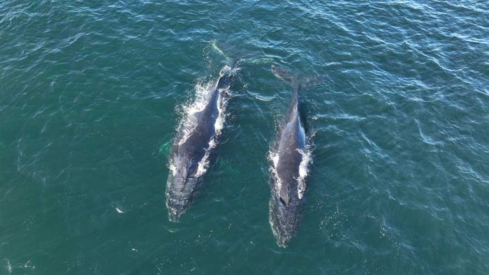 Two dolphins seen from above in the clear water of Mossel Bay
