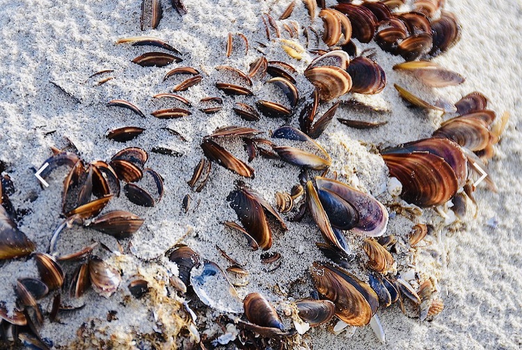 Fresh Mussels in Mossel Bay